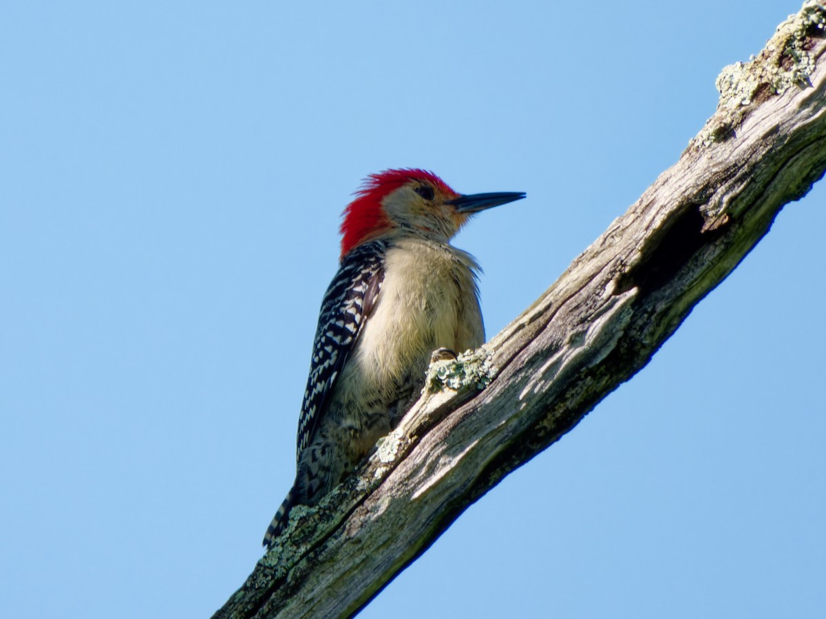 Red-bellied Woodpecker - ML619003265
