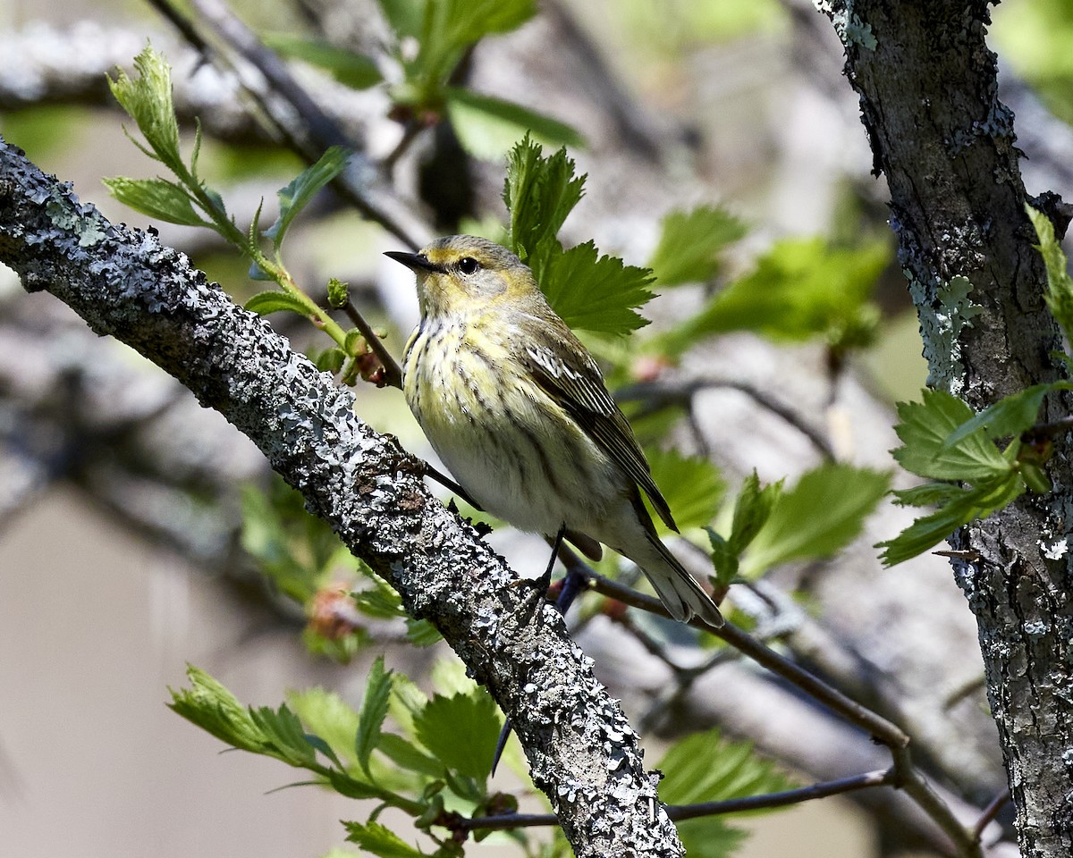 Cape May Warbler - Andrew James