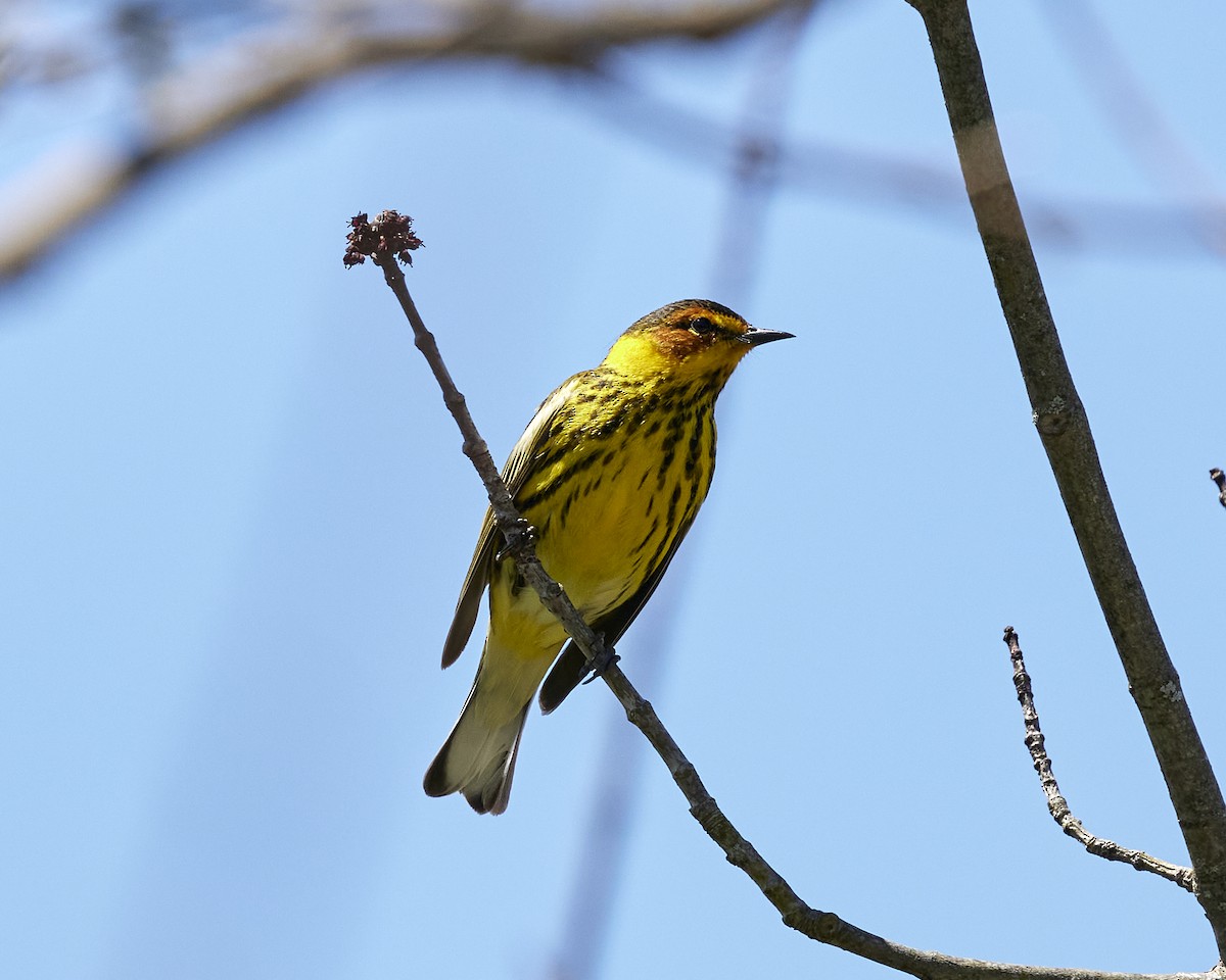 Cape May Warbler - Andrew James