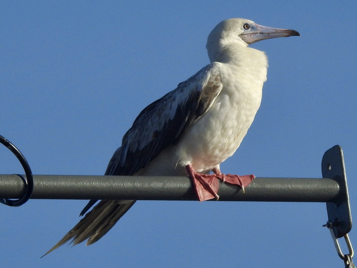 Red-footed Booby - ML619003315