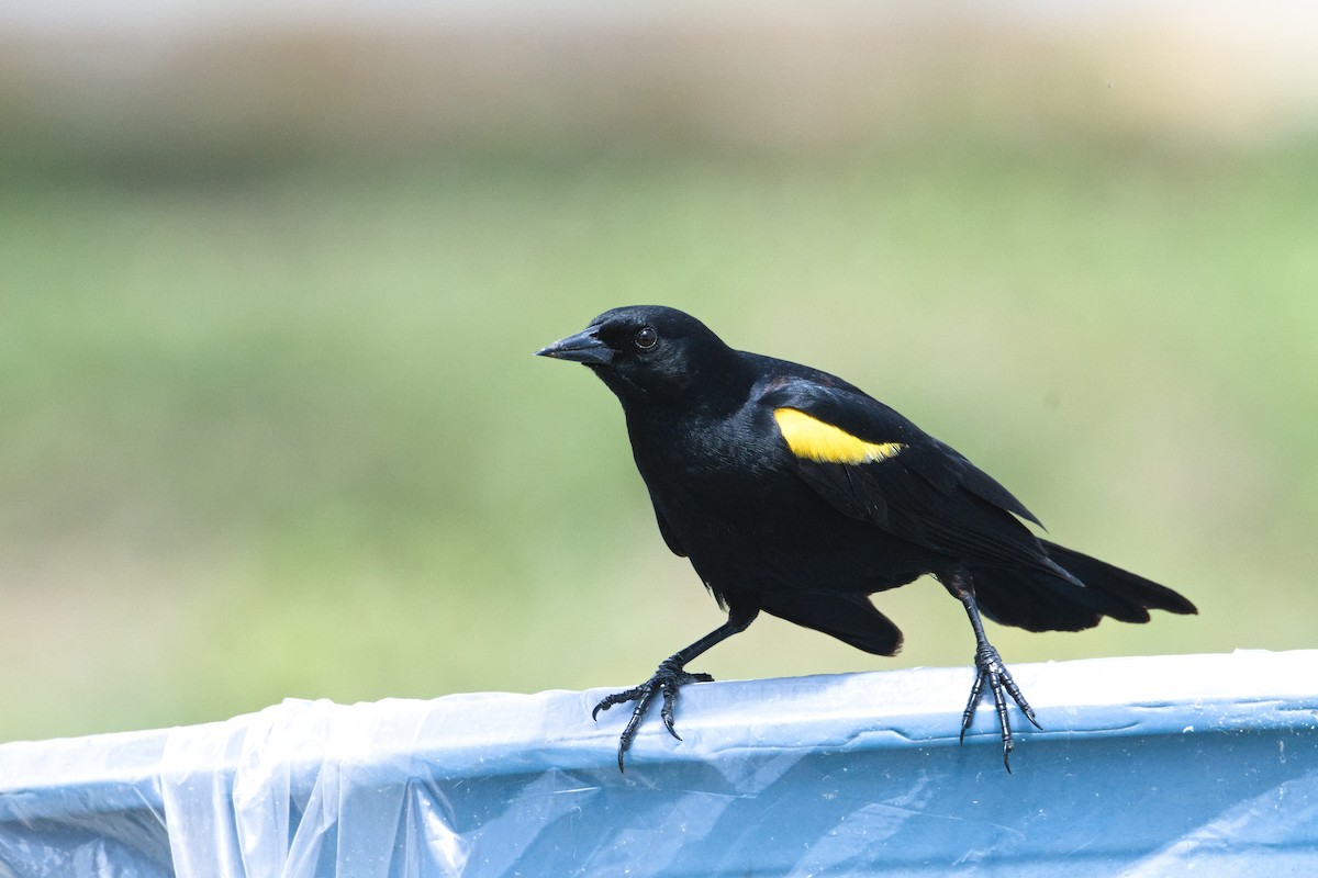 Yellow-shouldered Blackbird - ML619003346