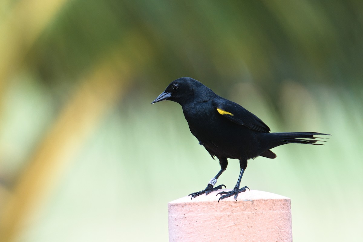 Yellow-shouldered Blackbird - ML619003347