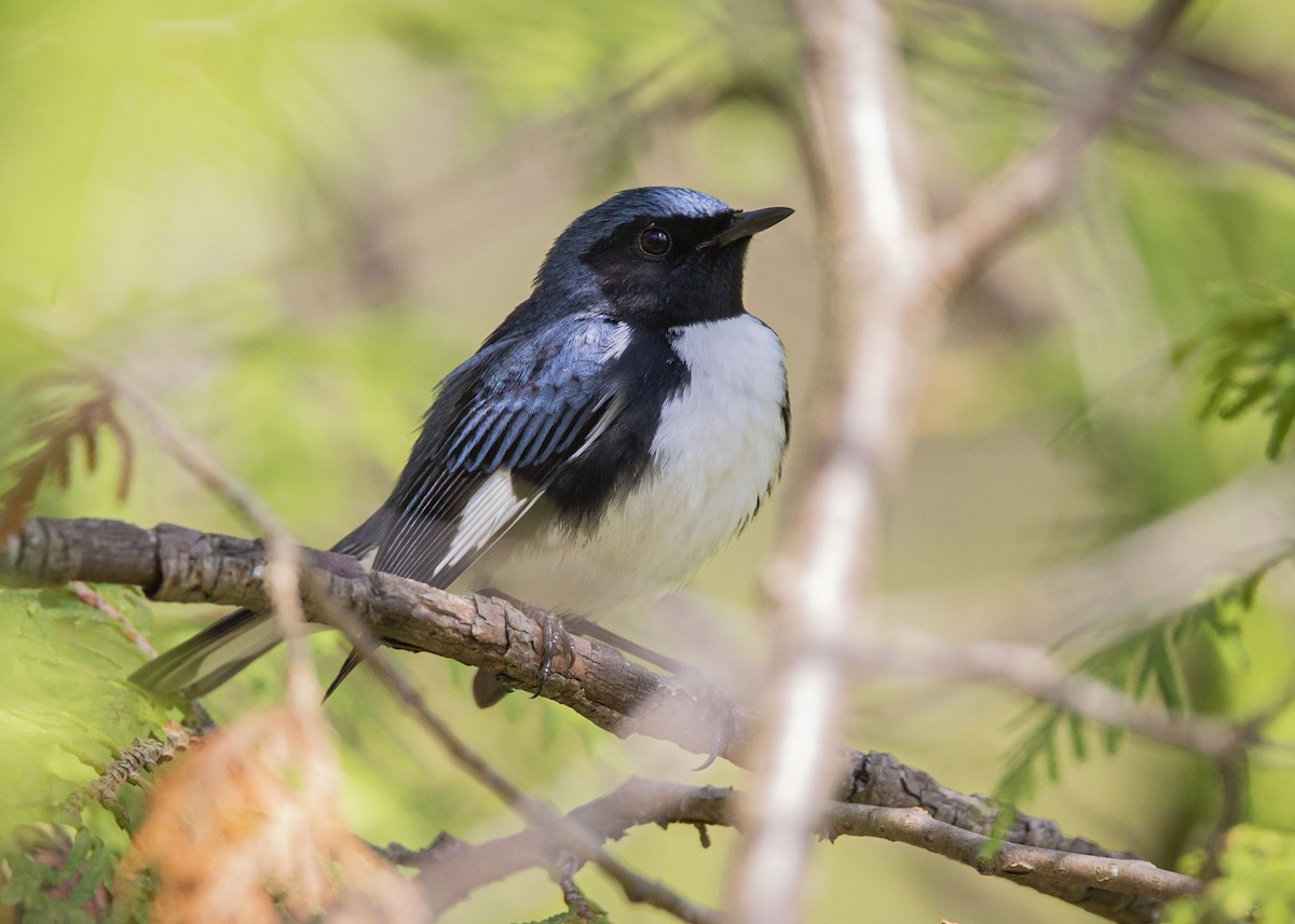 Black-throated Blue Warbler - Josiah Vandenberg