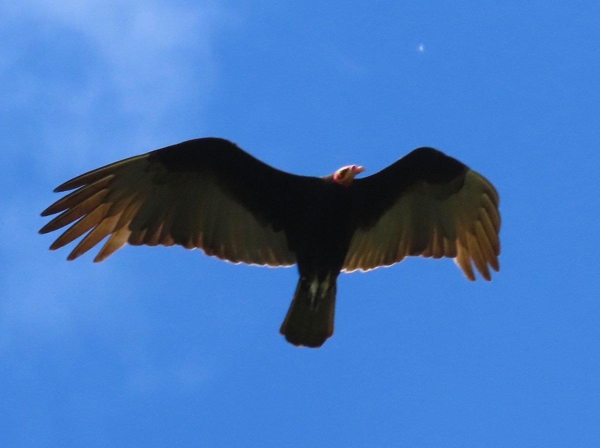 Lesser Yellow-headed Vulture - ML619003376