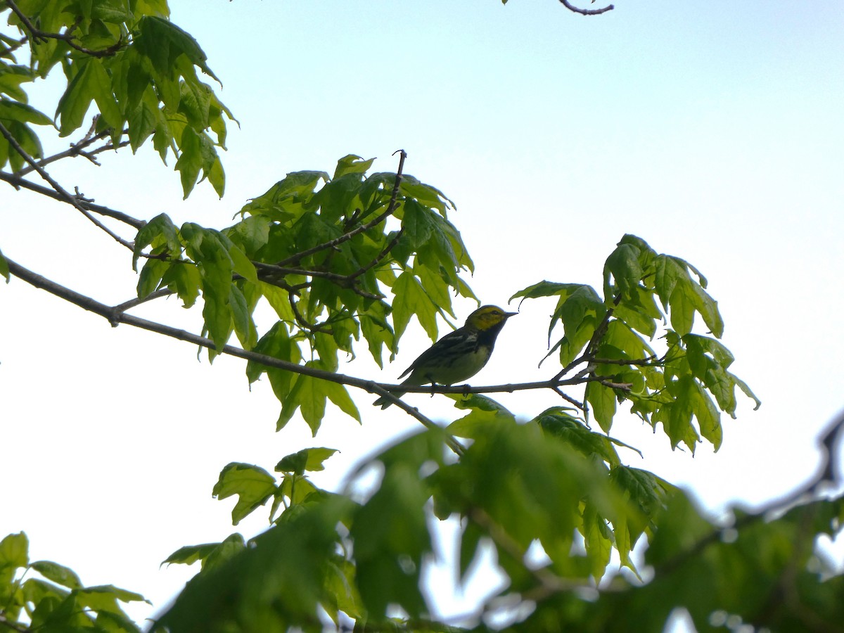Black-throated Green Warbler - ML619003383
