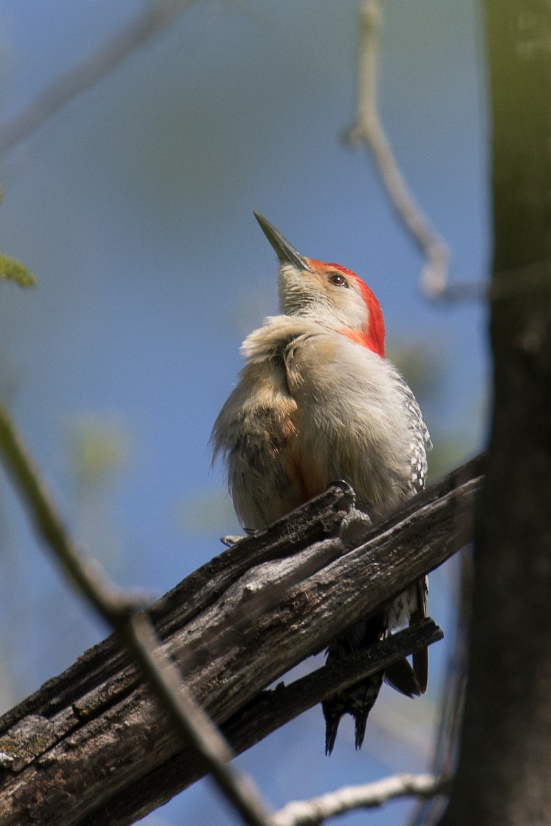 Red-bellied Woodpecker - ML619003407