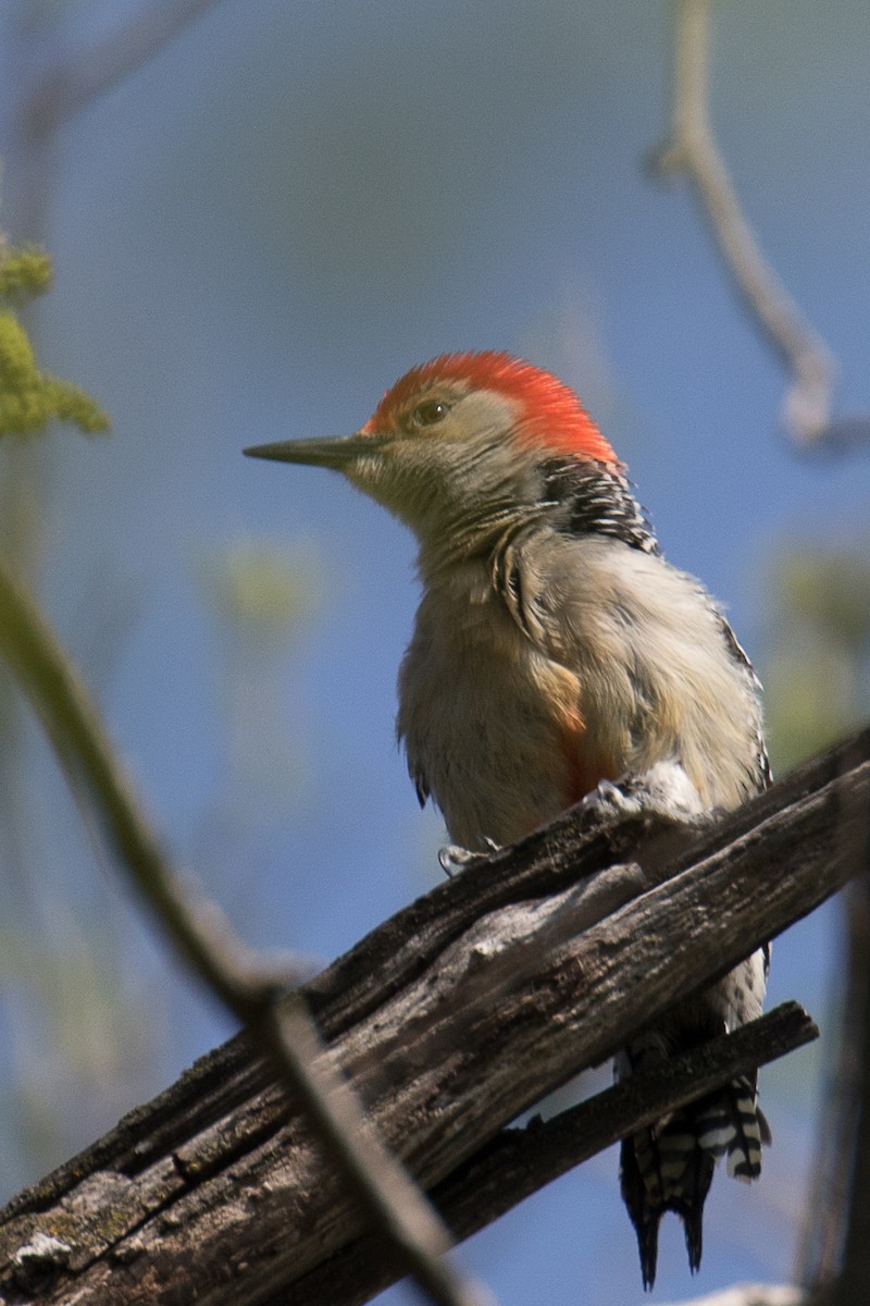 Red-bellied Woodpecker - John Jackson