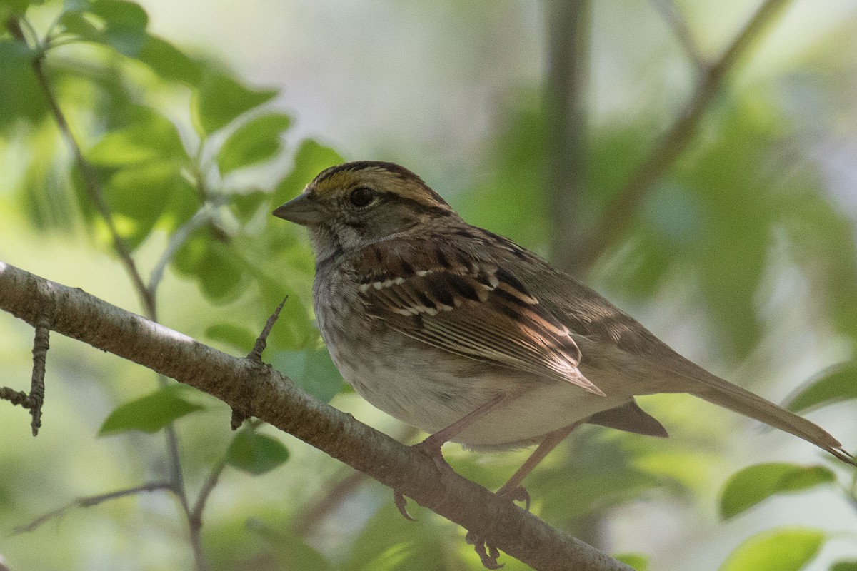 White-throated Sparrow - John Jackson