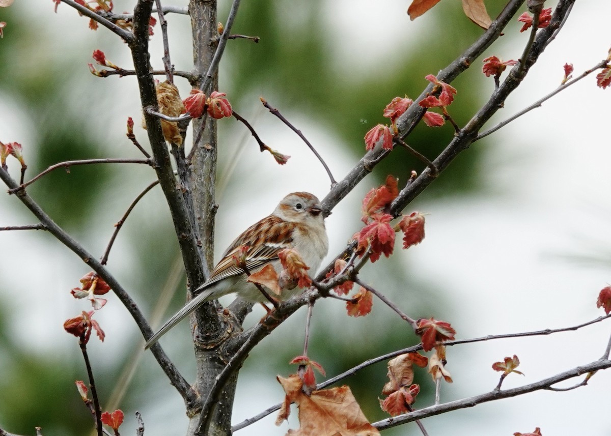 Field Sparrow - Patricia Bishop Turner