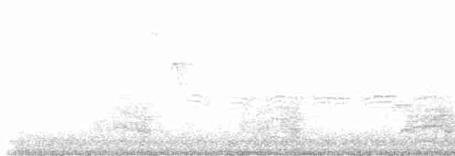 Ширококрылый канюк - ML619003518