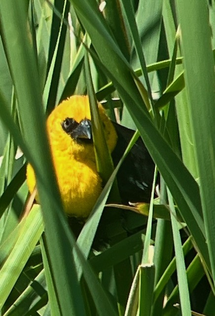 Yellow-headed Blackbird - ML619003522