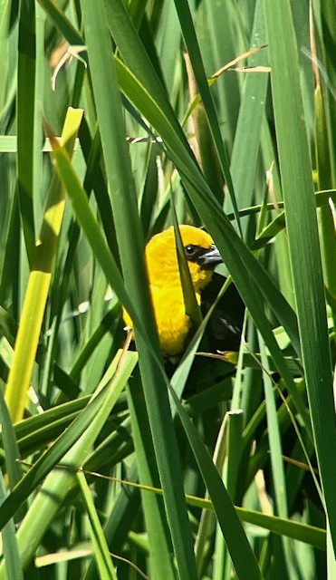 Yellow-headed Blackbird - ML619003523