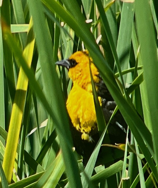 Yellow-headed Blackbird - ML619003524