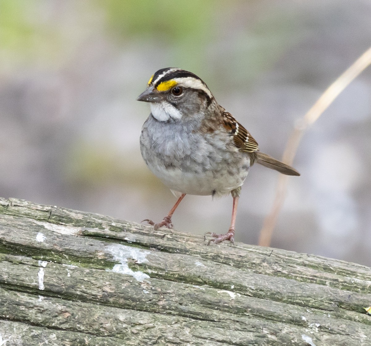 White-throated Sparrow - ML619003588