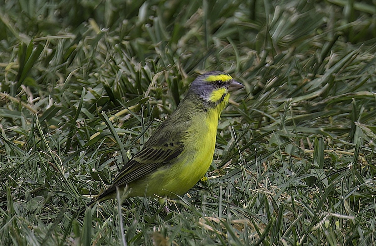 Yellow-fronted Canary - ML619003589