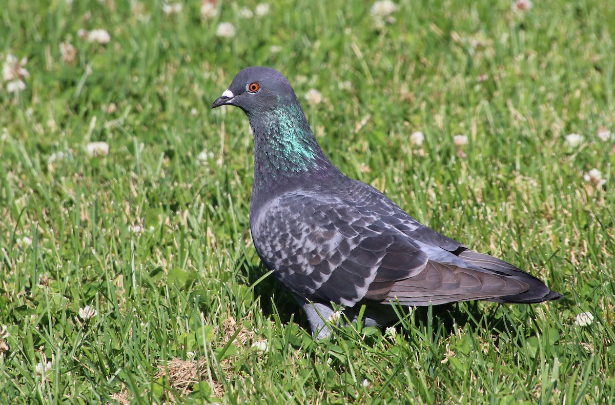 Rock Pigeon (Feral Pigeon) - Doug Henderson