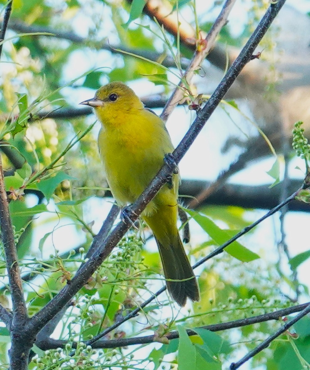 Orchard Oriole - ML619003608