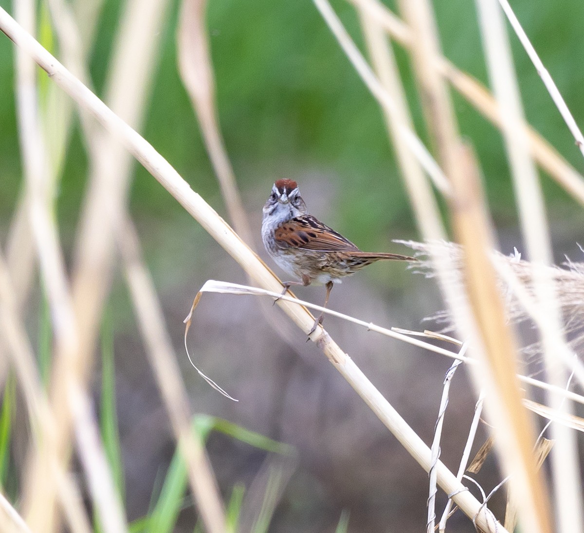 Swamp Sparrow - ML619003609