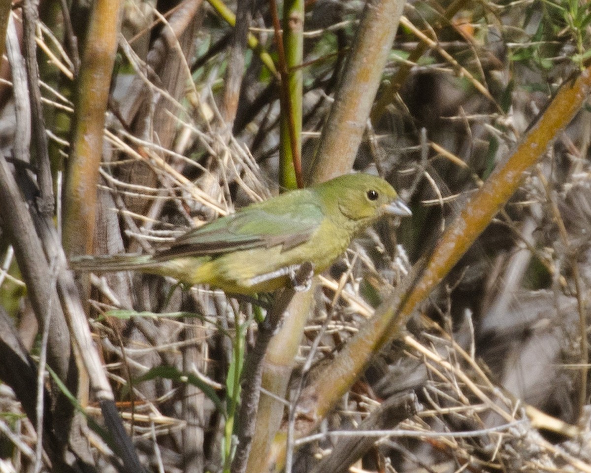 Painted Bunting - ML619003631