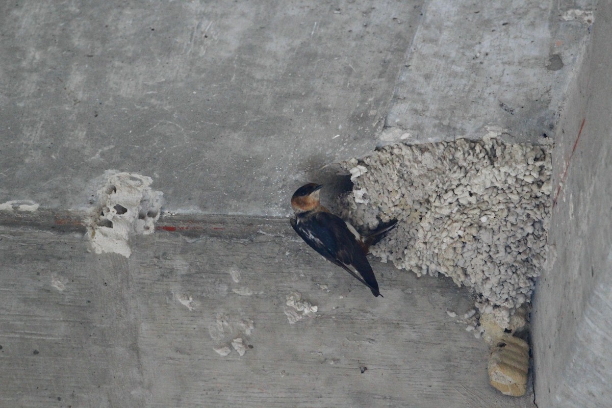 Cave Swallow (Caribbean) - ML619003708