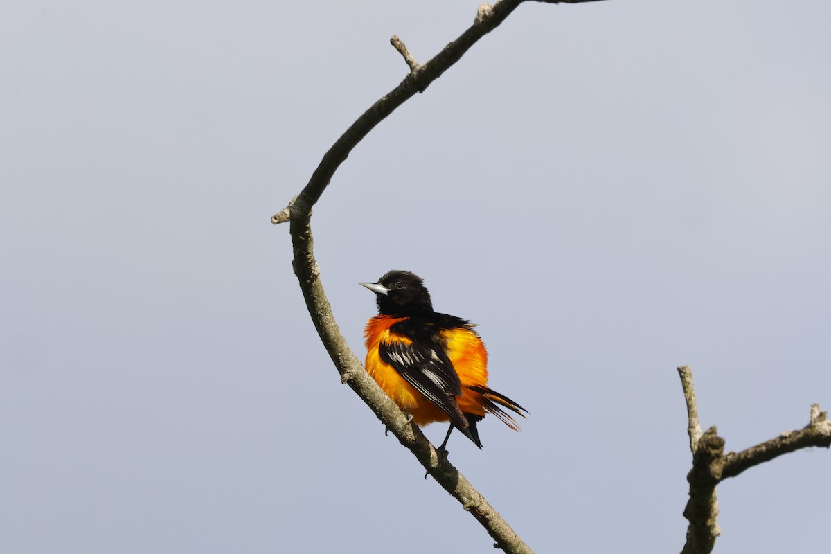 Baltimore Oriole - Tracey Chan