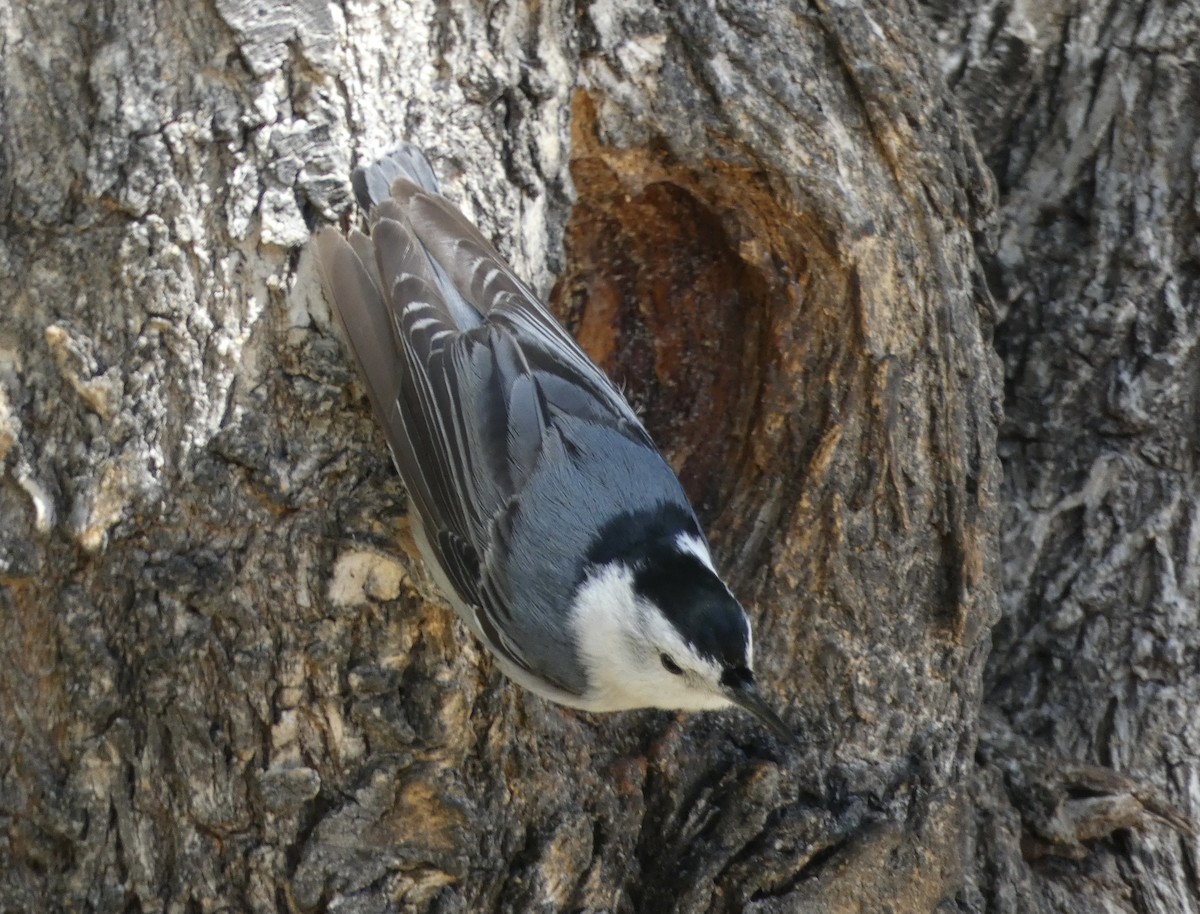 White-breasted Nuthatch - ML619003771