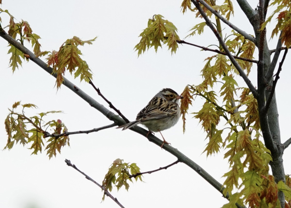 Clay-colored Sparrow - ML619003782