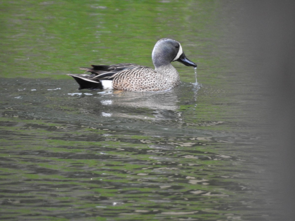 Blue-winged Teal - ML619003788