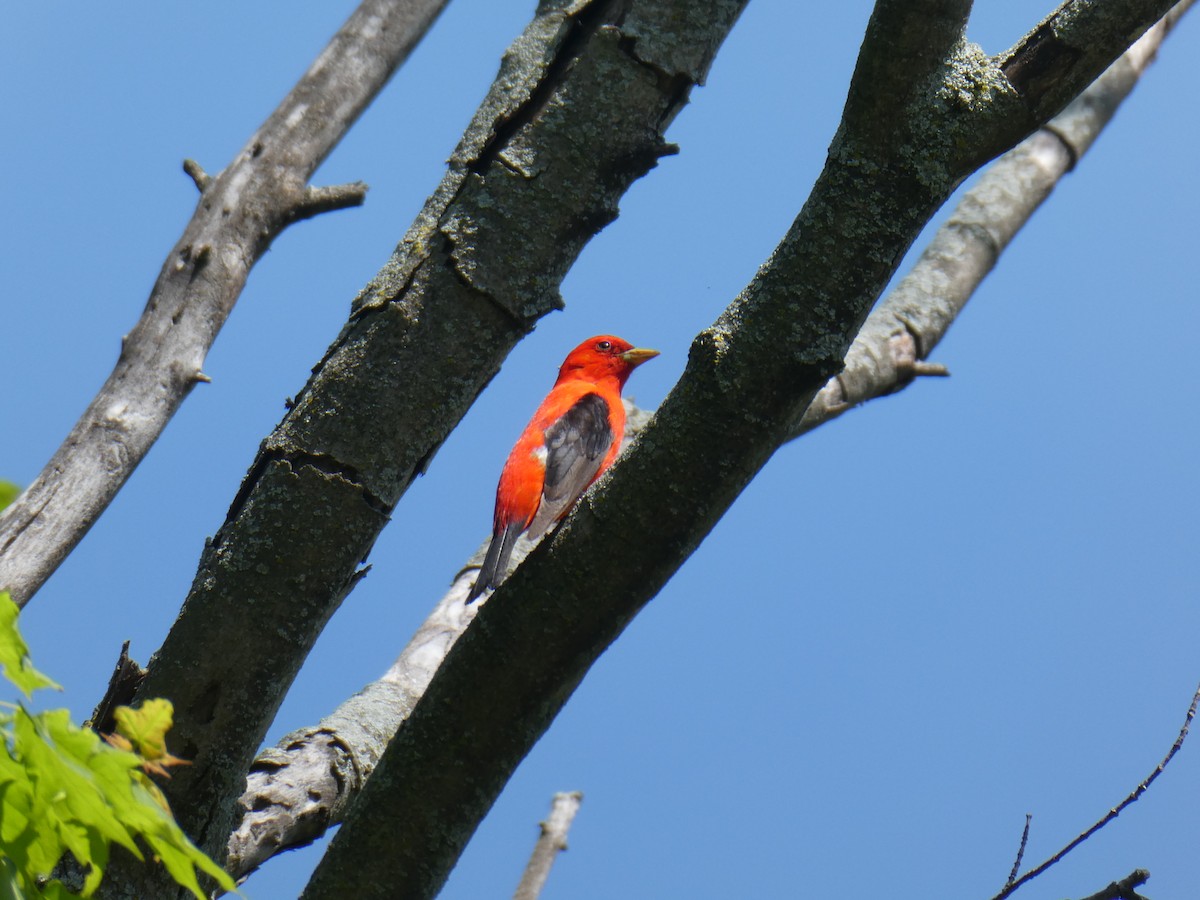 Scarlet Tanager - ML619003842