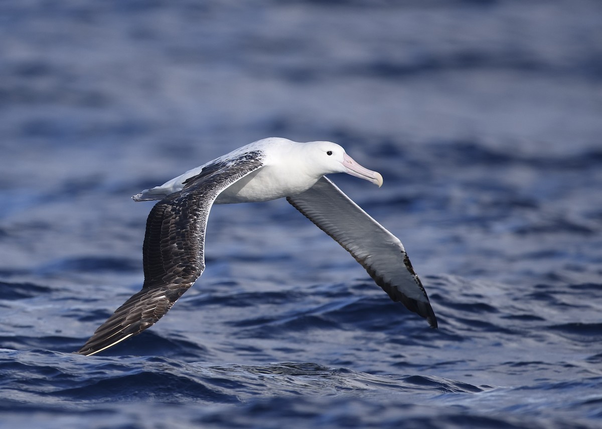 Southern Royal Albatross - Martin Allen