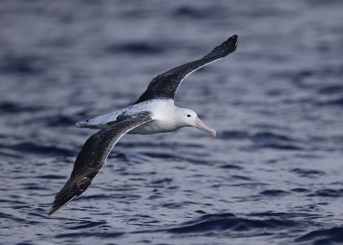 Southern Royal Albatross - Martin Allen