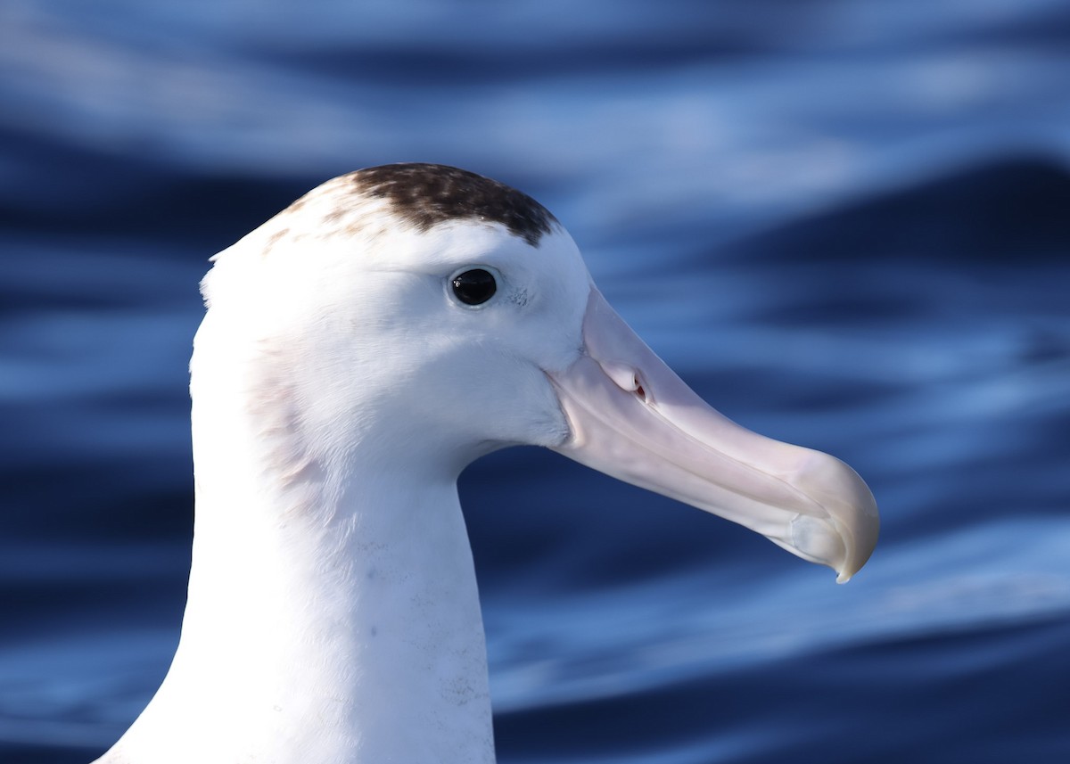 albatros jižní (ssp. antipodensis) - ML619003860