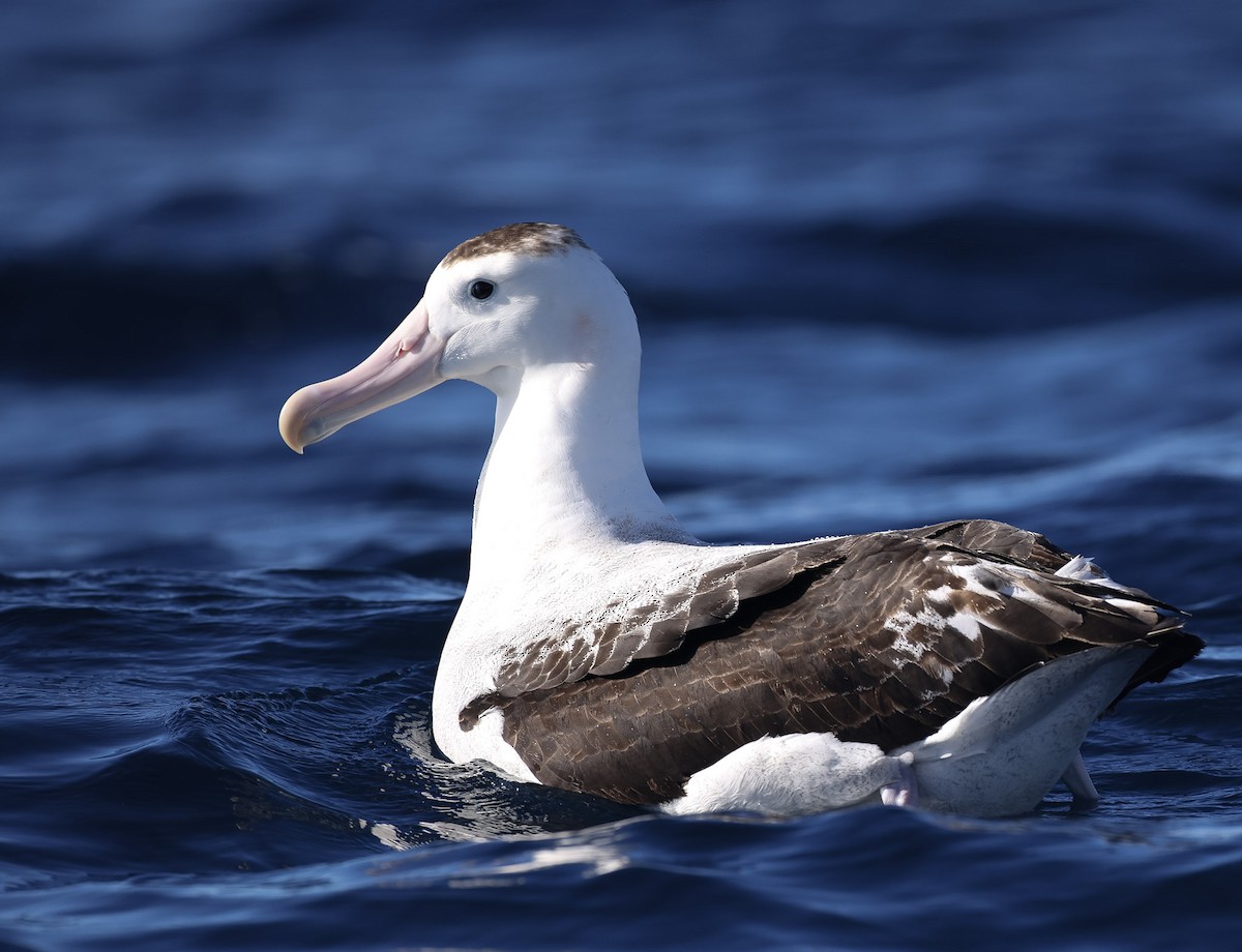 Antipodean Albatross (New Zealand) - ML619003866