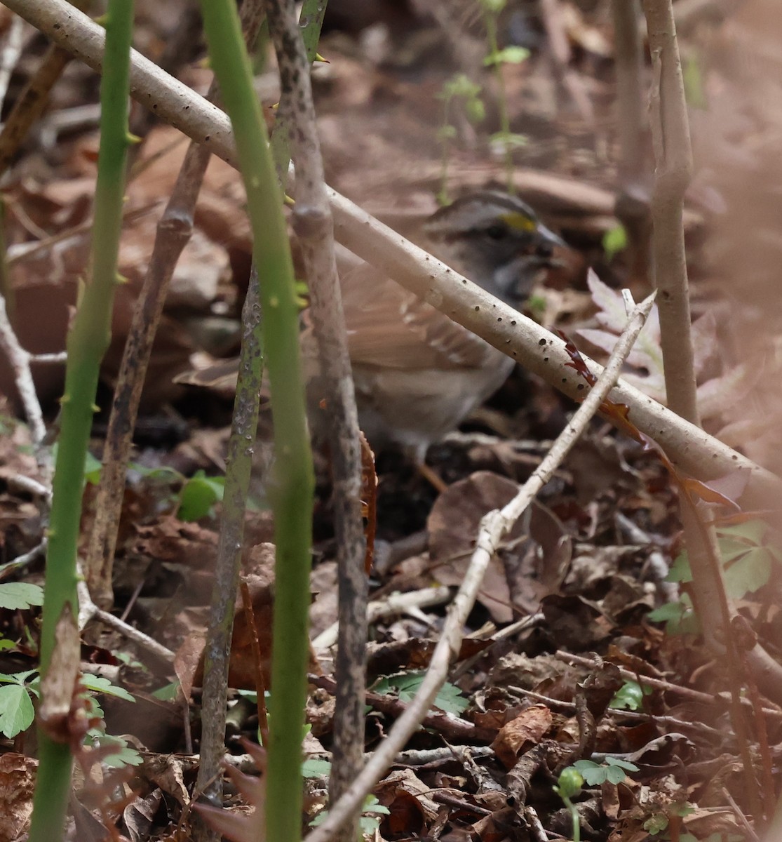 White-throated Sparrow - ML619003868