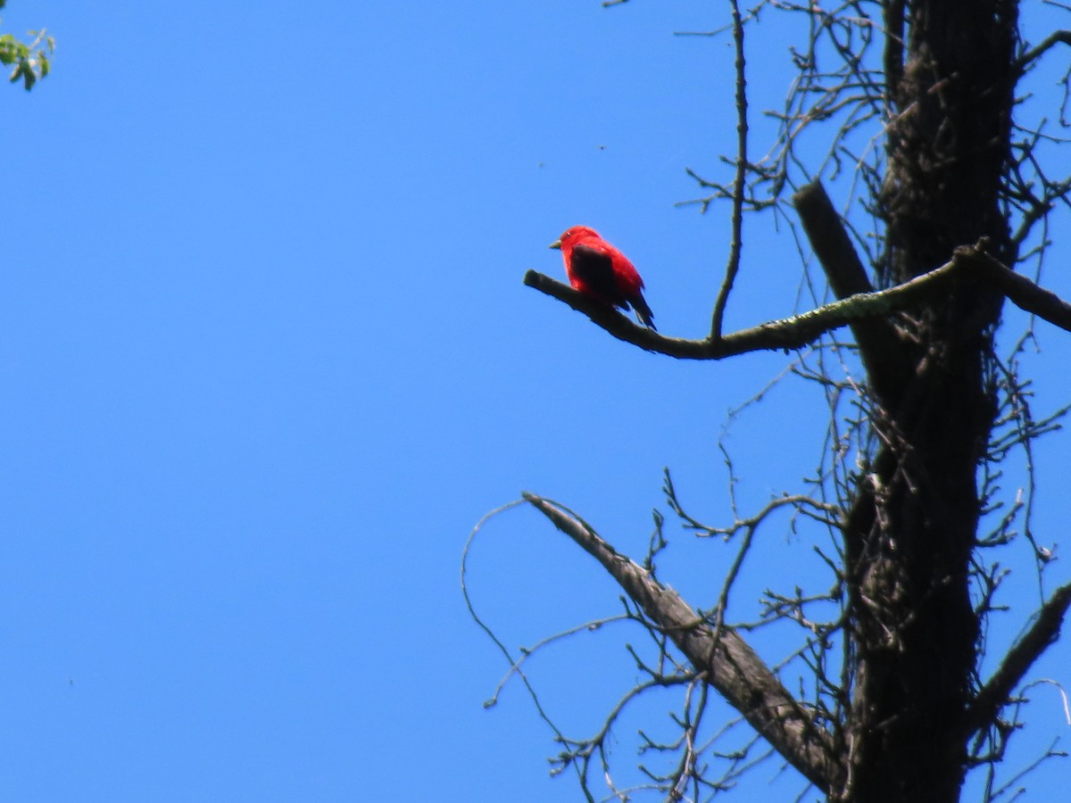 Scarlet Tanager - ML619003878