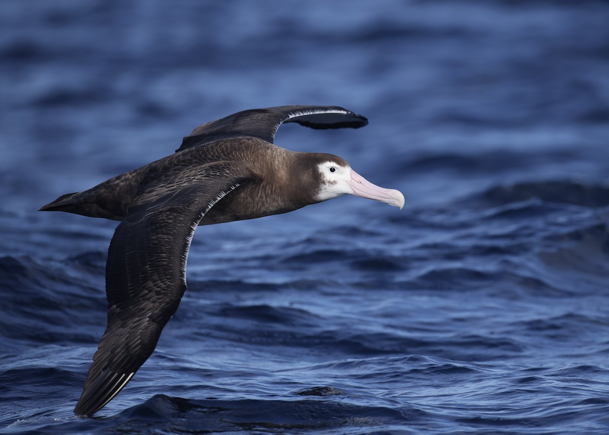 albatros stěhovavý - ML619003886