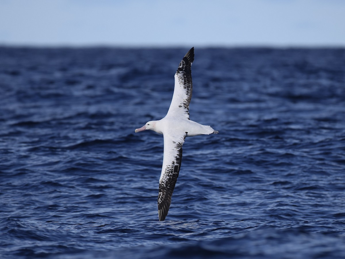 Snowy Albatross - ML619003890