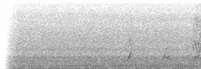 セアカオオツリスドリ（angustifrons グループ） - ML619003937