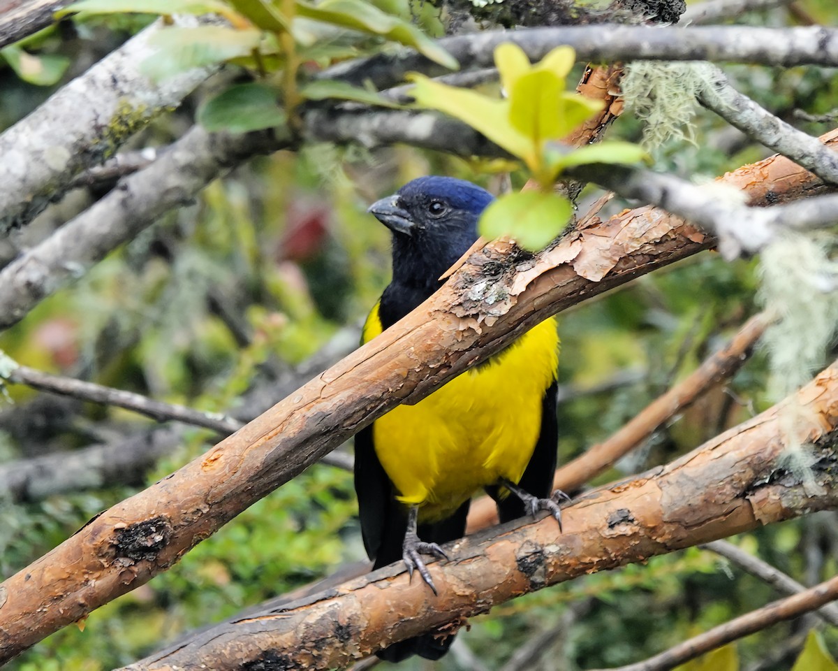 Black-chested Mountain Tanager - ML619003938