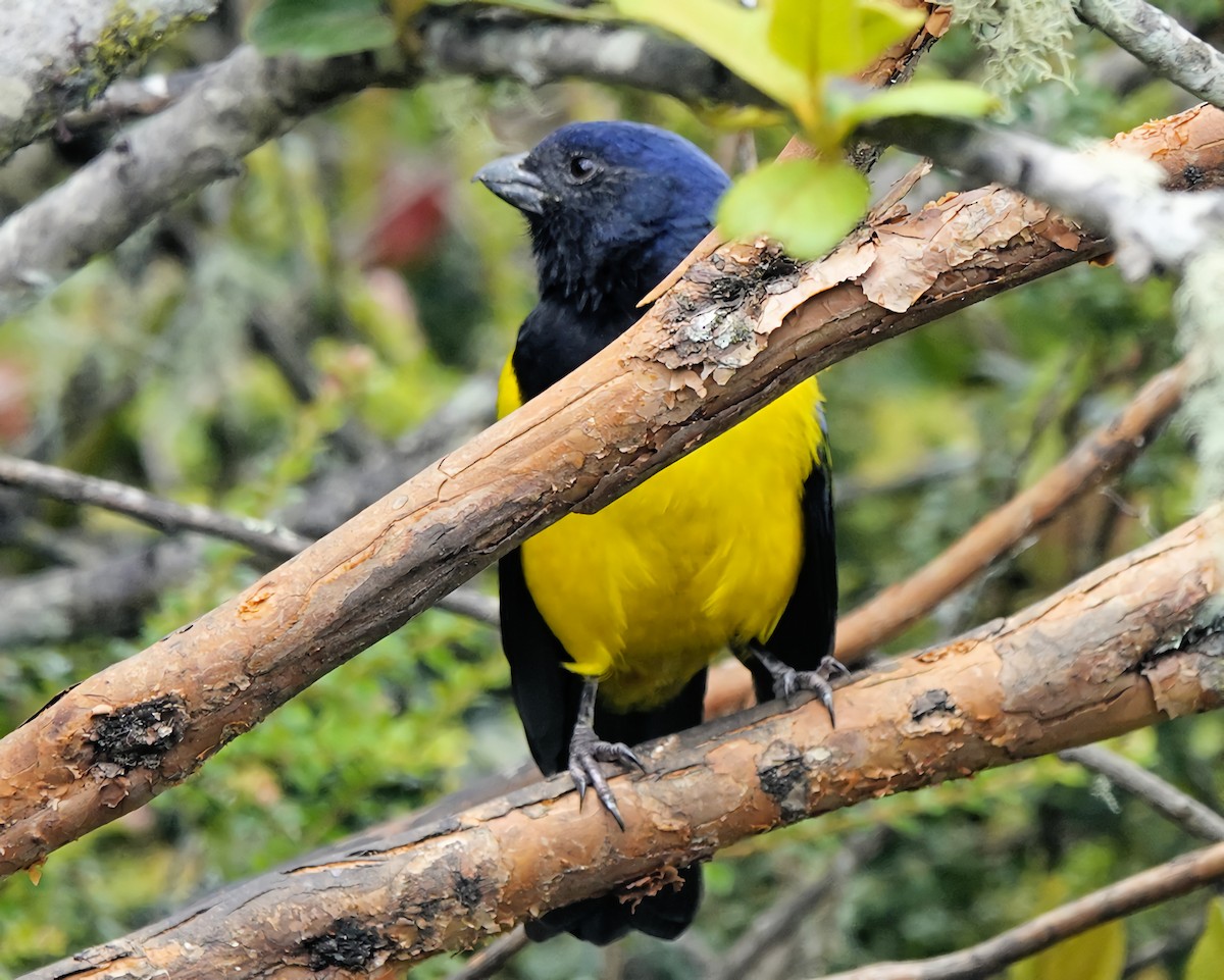 Black-chested Mountain Tanager - ML619003945