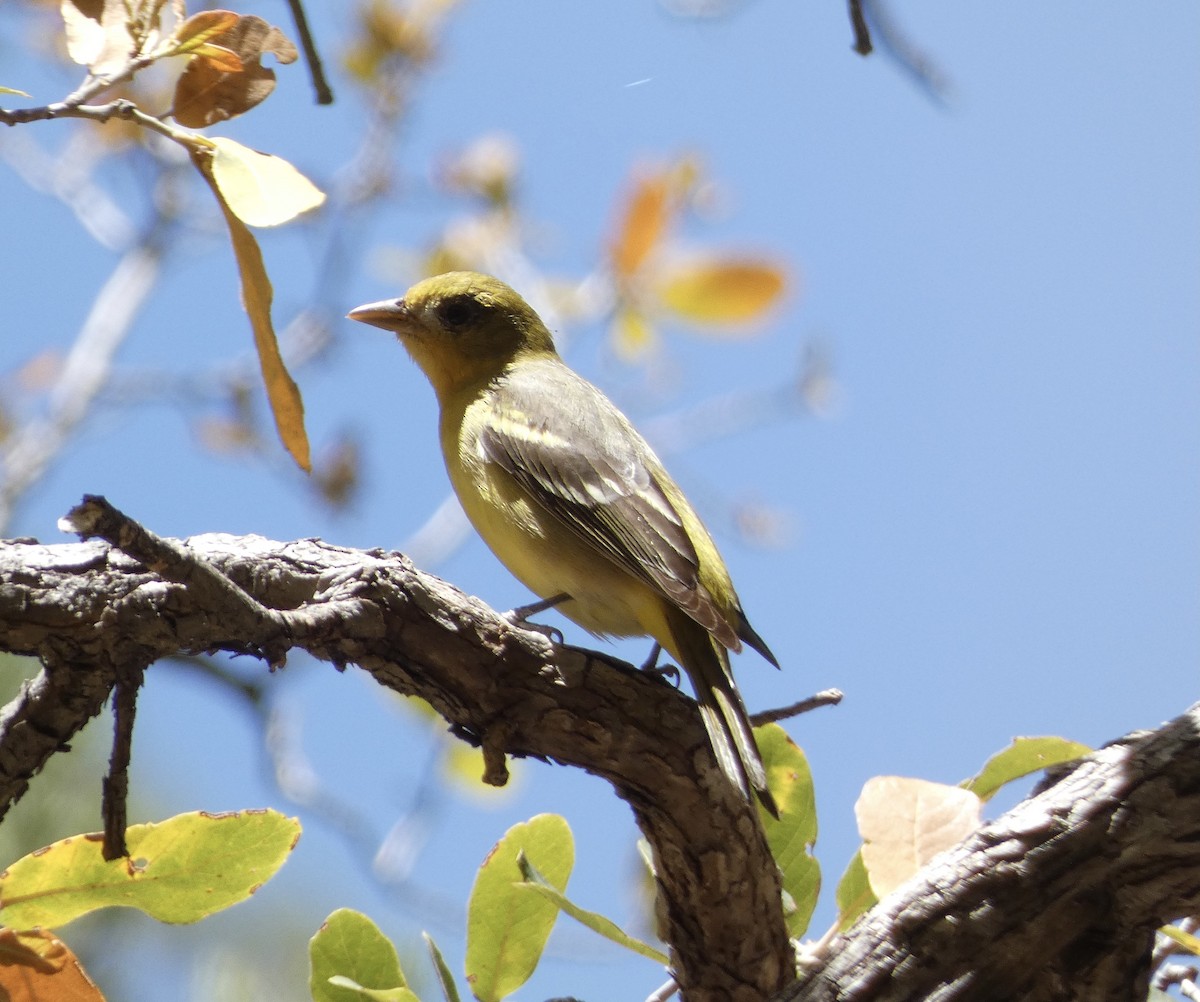 Western Tanager - ML619003948