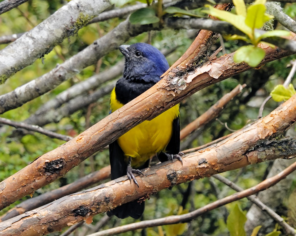 Black-chested Mountain Tanager - ML619003951