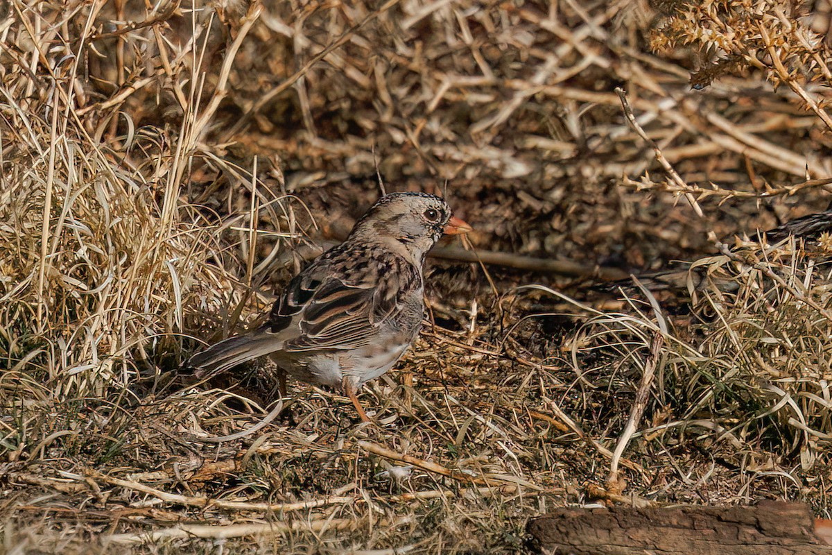 Harris's Sparrow - Laval Roy