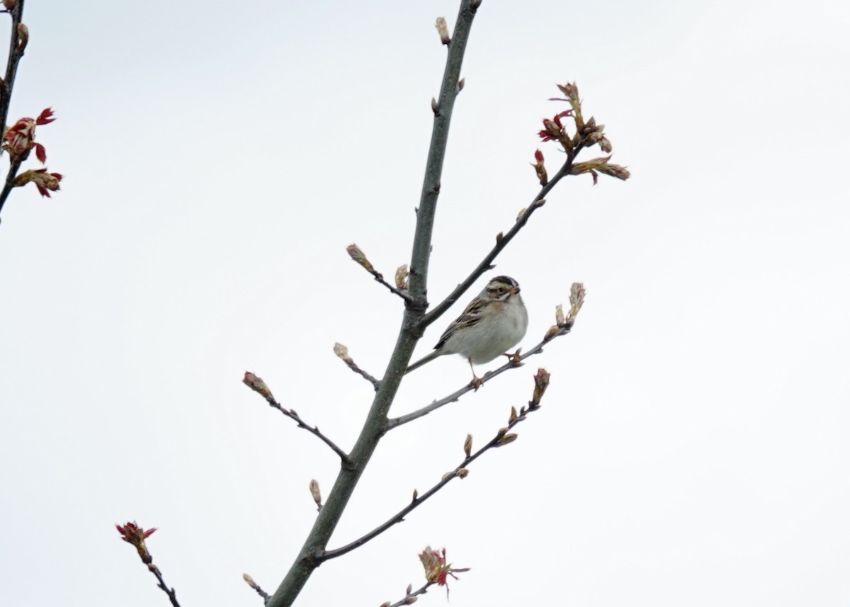 Clay-colored Sparrow - ML619003970