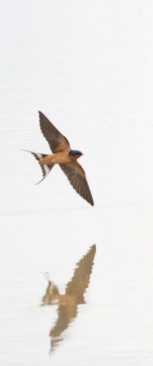 Barn Swallow - Verlee Sanburg