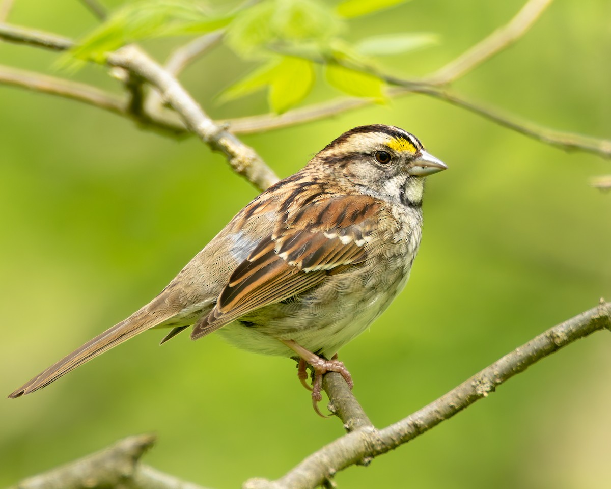 White-throated Sparrow - ML619004022