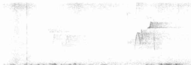 Paruline vermivore - ML619004031