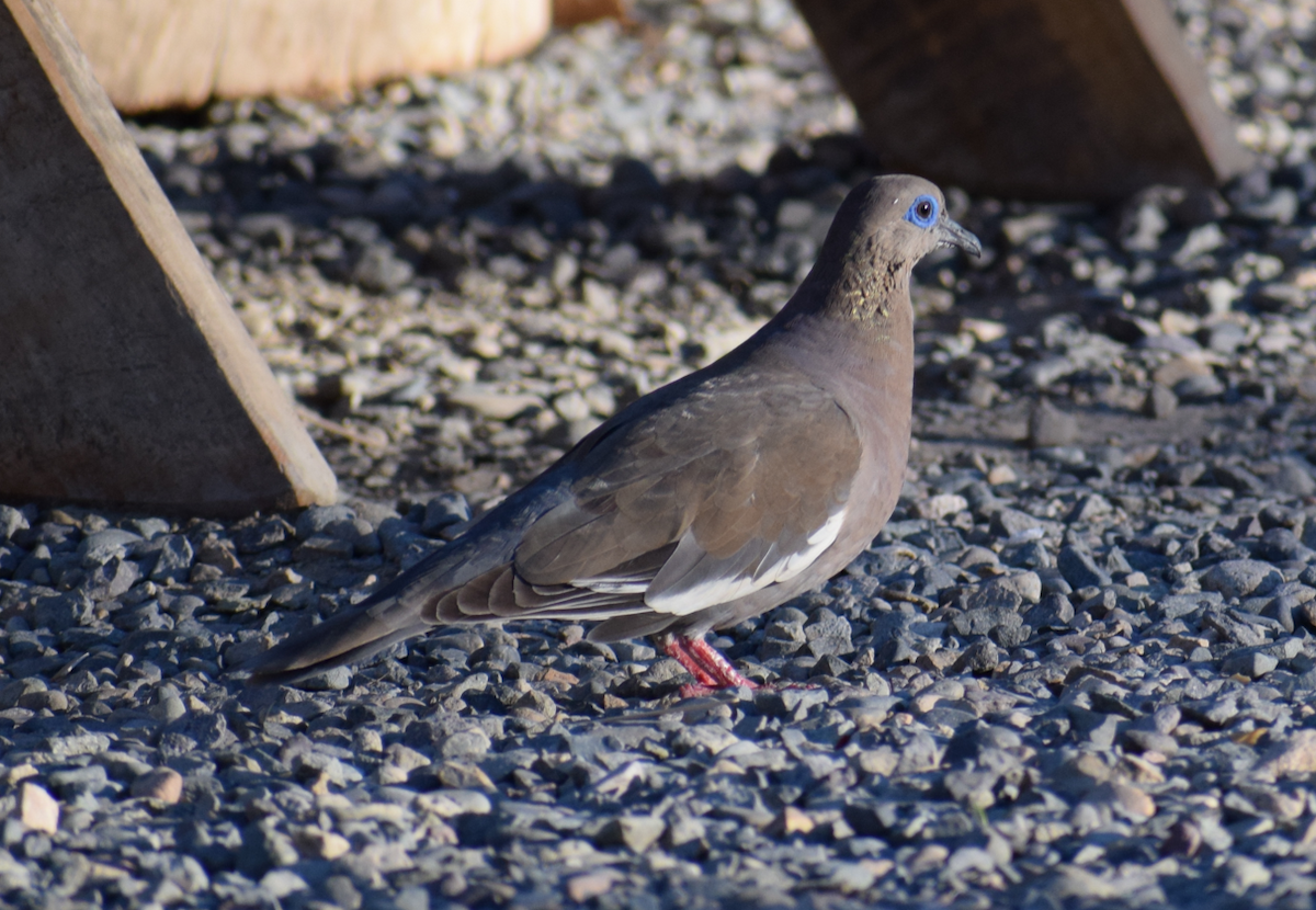 West Peruvian Dove - ML619004044