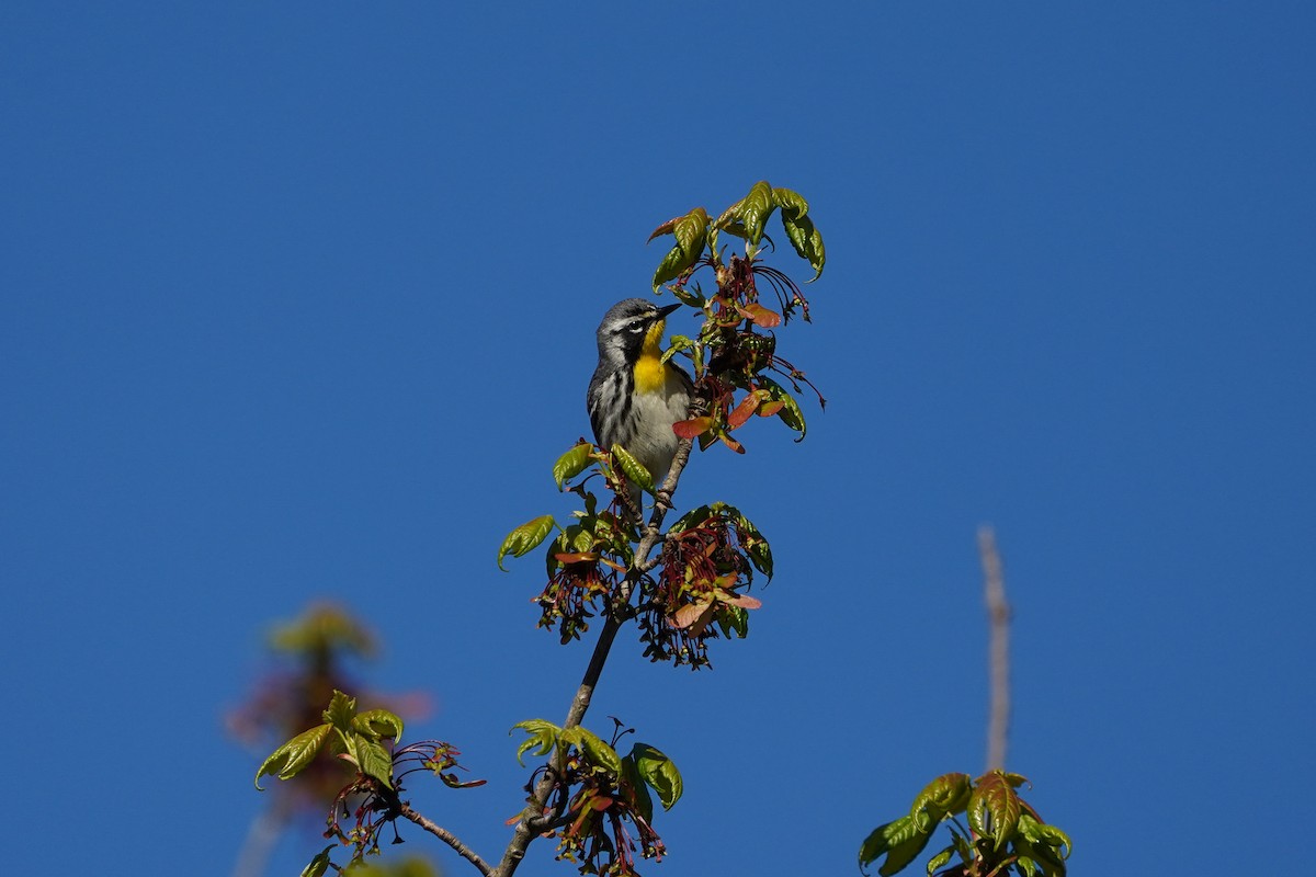Yellow-throated Warbler - ML619004058