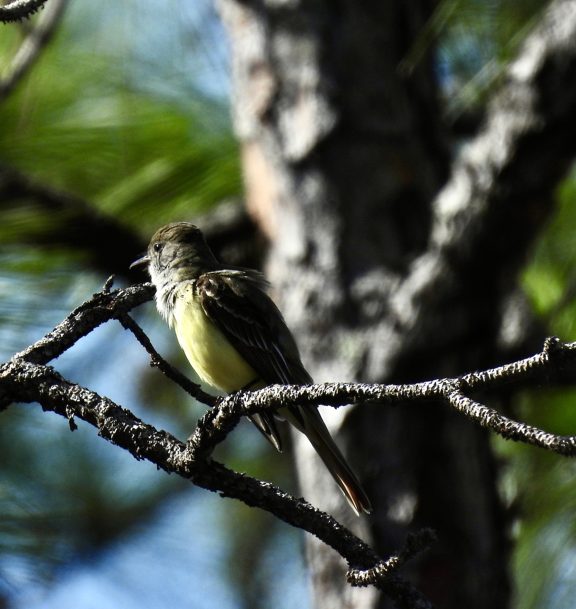 Great Crested Flycatcher - ML619004130